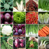 Escolher hortaliças e ervas