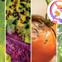 Identificar pragas e deficiências